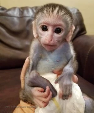 adorabile scimmia cappuccino femmina e maschio in adozione