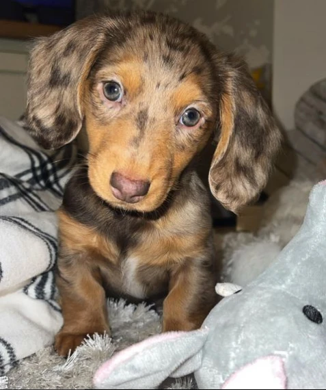 cuccioli di bassotto nano a pelo liscio