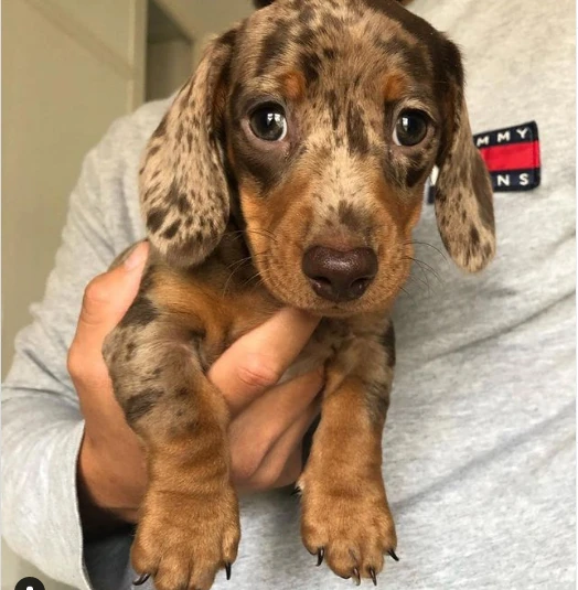 cuccioli di bassotto nano a pelo liscio | Foto 0
