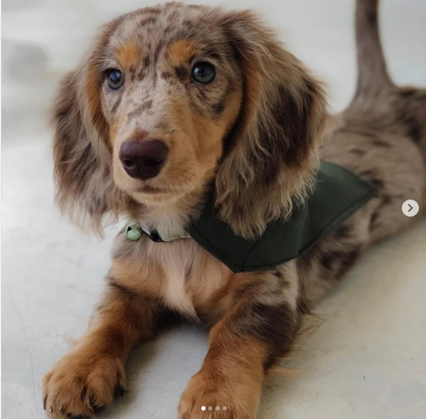 cuccioli di bassotto affascinanti