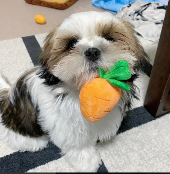 bellissimi cuccioli di shih tzu in miniatura