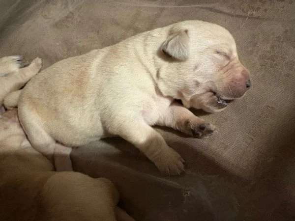 vendesi cuccioli labrador retriver 