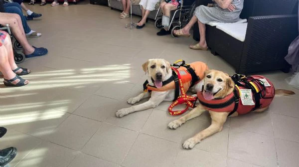 vendesi cuccioli labrador retriver  | Foto 4