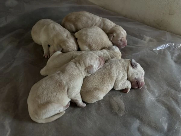 vendesi cuccioli labrador retriver  | Foto 0