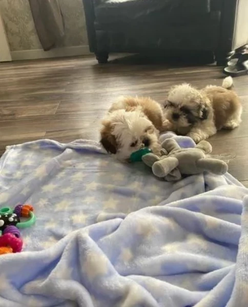 cuccioli di shihtzu | Foto 0