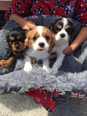 cuccioli di cavalier king charles spaniel in adozione
