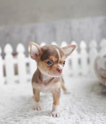 splendidi cuccioli di chihuahua