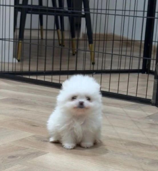 bellissimi ragazzi e ragazze dellorsacchiotto pomerania in adozione