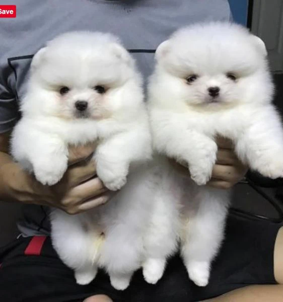 bellissimi ragazzi e ragazze dellorsacchiotto pomerania in adozione | Foto 0