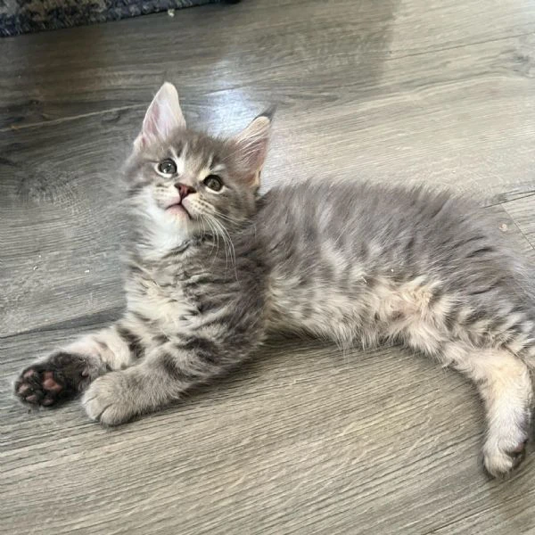 maine coon cuccioli pedigree | Foto 0