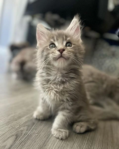 maine coon cuccioli pedigree