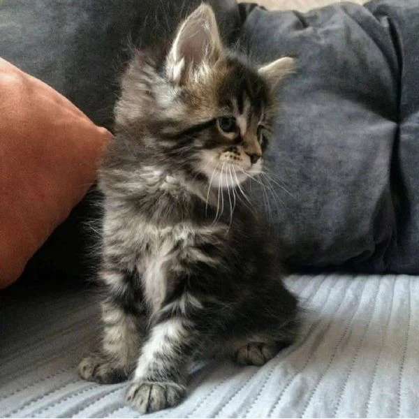 cuccioli di maine coon!! | Foto 0