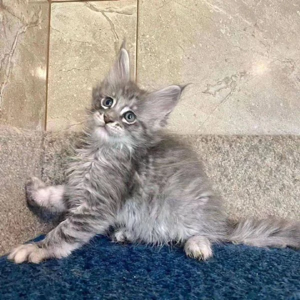 gatti maine coon!! | Foto 0