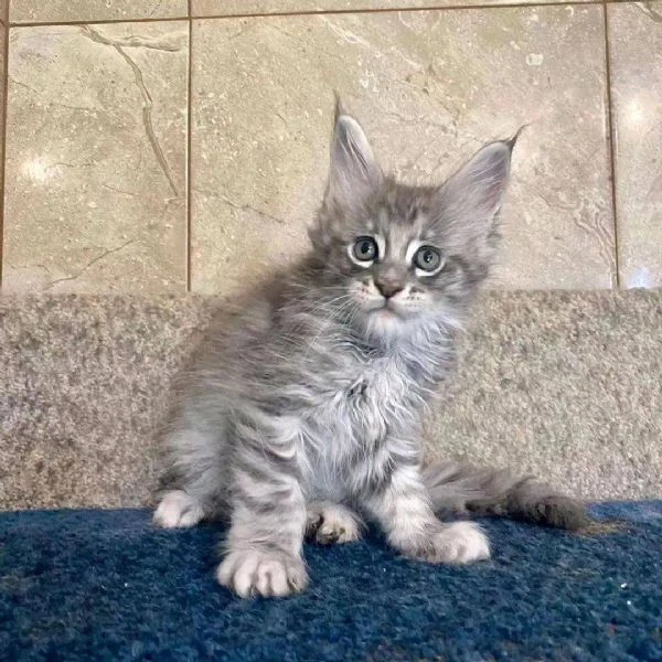 gatti maine coon!!