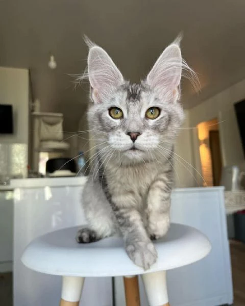maine coon cuccioli pedigree!!! | Foto 0
