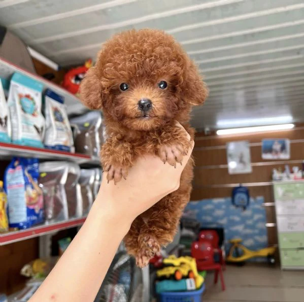 cuccioli di barboncini toy 100% | Foto 0