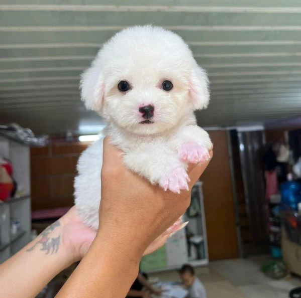 cuccioli di barboncini toy 100%