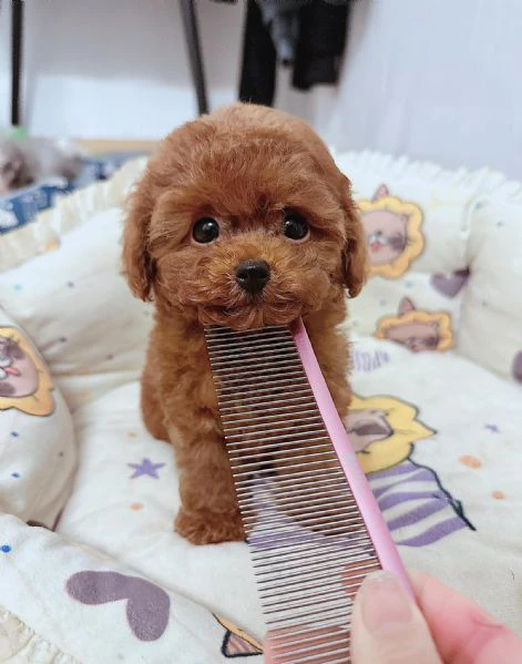 cuccioli barboncino toy | Foto 0