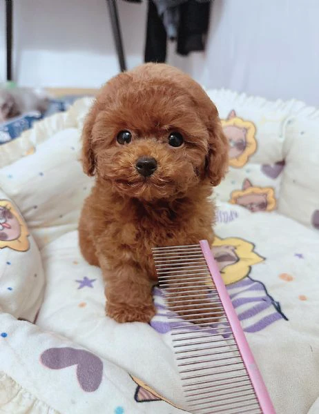 cuccioli barboncino toy