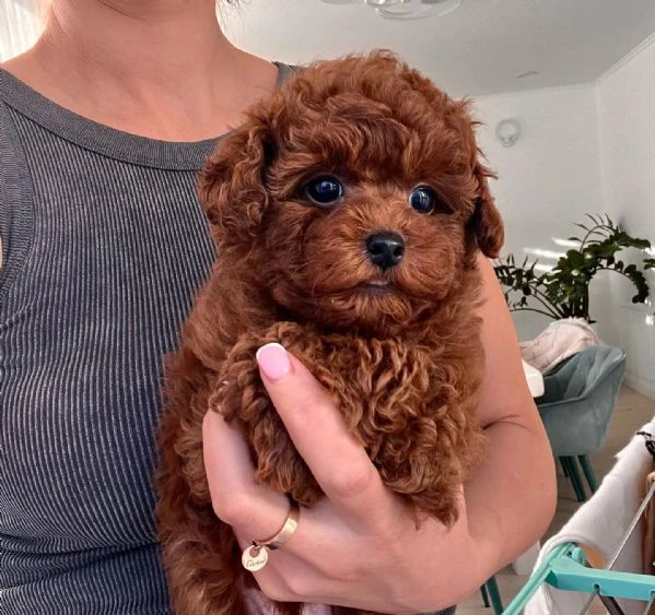 barboncini toy nani cuccioli | Foto 0