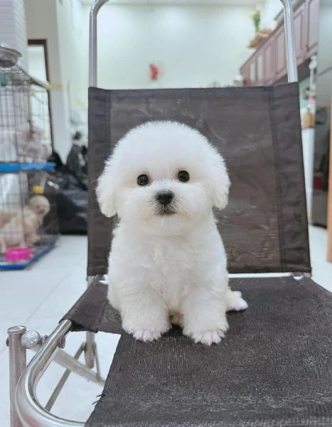 cucciolate di barboncino toy! | Foto 0