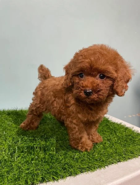 cuccioli di barboncino toy | Foto 0