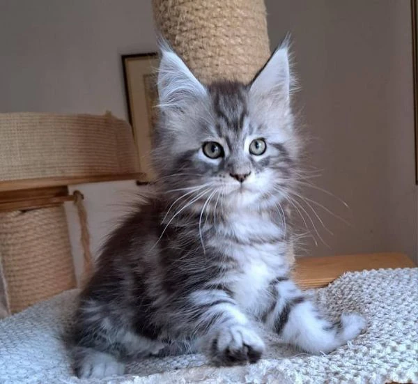 gattini maine coon disponibili per l'adozione   | Foto 3