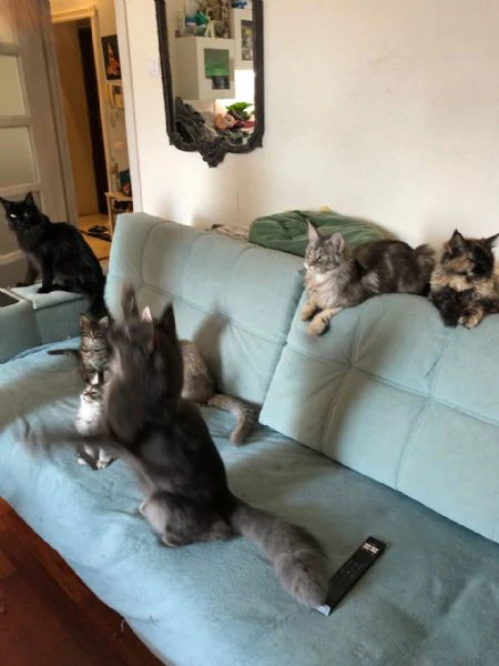 gattini maine coon disponibili per l'adozione   | Foto 1