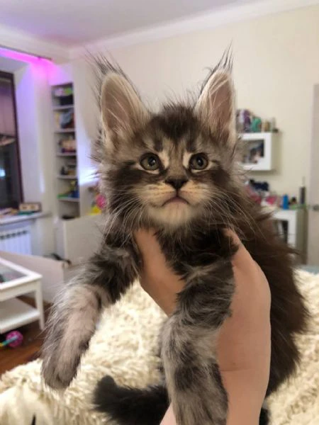 gattini maine coon disponibili per l'adozione  