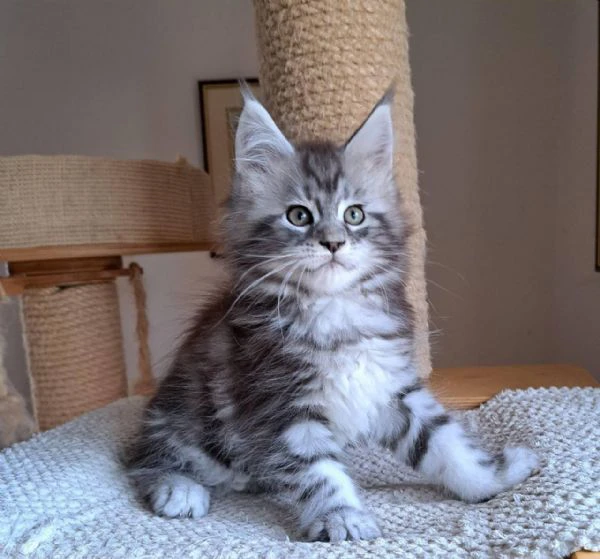 gattini maine coon disponibili per l'adozione   | Foto 0