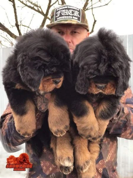cuccioli di mastino disponibili per reinserimento e adozione 
