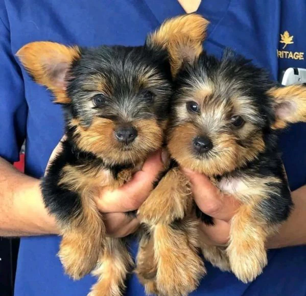 cuccioli di mini yorkie disponibili per l'adozione | Foto 1