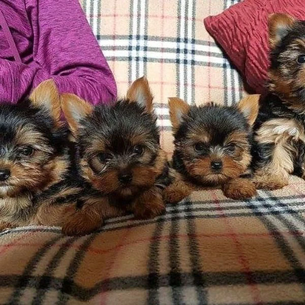 cuccioli di mini yorkie disponibili per l'adozione