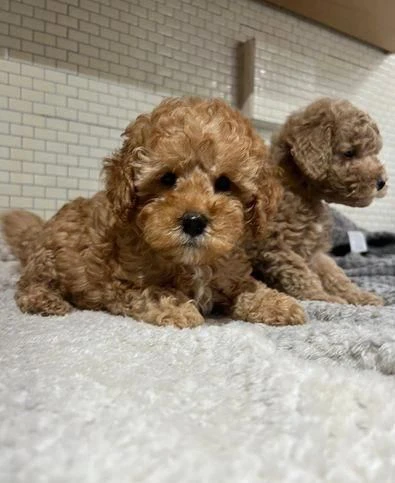 regala dei cuccioli di barboncino | Foto 2