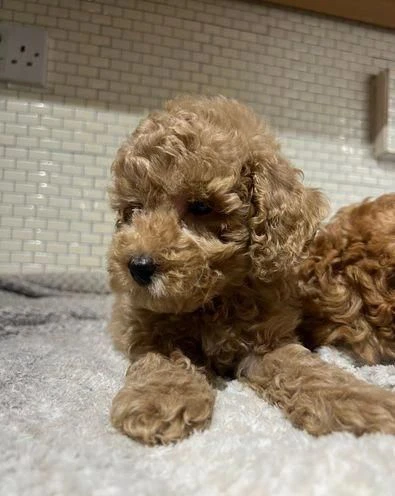 regala dei cuccioli di barboncino | Foto 1