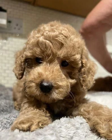 regala dei cuccioli di barboncino | Foto 0