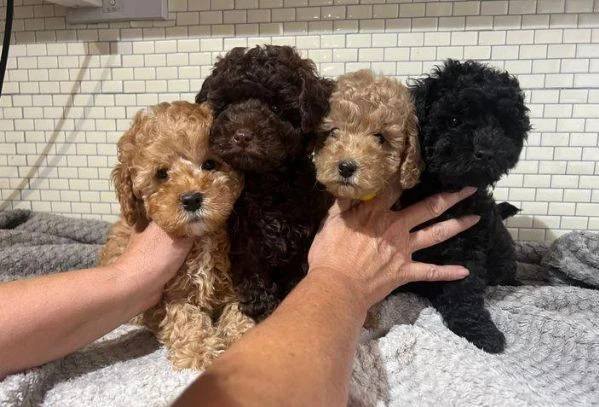 regala dei cuccioli di barboncino