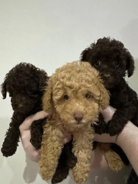 regalare i nostri cuccioli di barboncino maschio e femmina | Foto 2