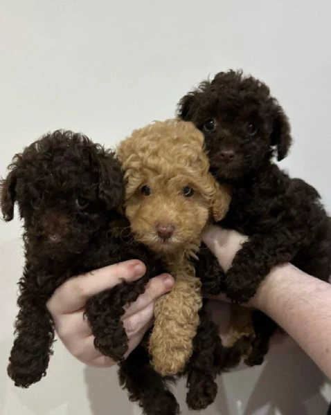 regalare i nostri cuccioli di barboncino maschio e femmina | Foto 0
