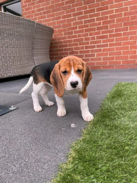 regaliamo i nostri cuccioli di beagle maschi e femmine | Foto 2