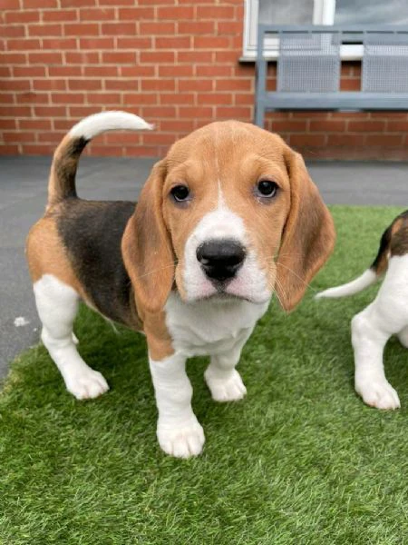 regaliamo i nostri cuccioli di beagle maschi e femmine | Foto 1