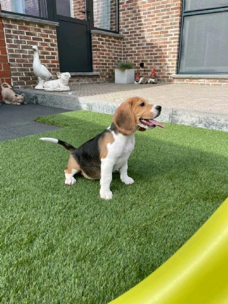 regaliamo i nostri cuccioli di beagle maschi e femmine