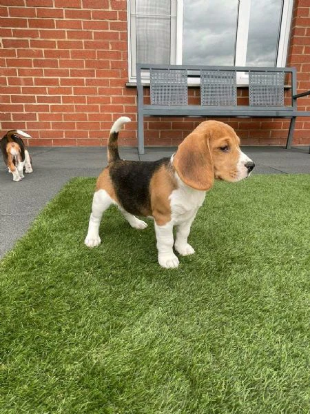 regaliamo i nostri cuccioli di beagle maschi e femmine | Foto 0