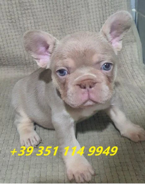 regaliamo i nostri cuccioli di bulldog francese maschio e femmina | Foto 2