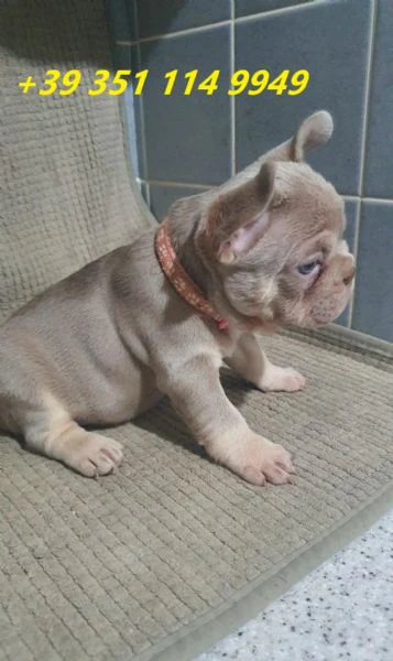 regaliamo i nostri cuccioli di bulldog francese maschio e femmina | Foto 1