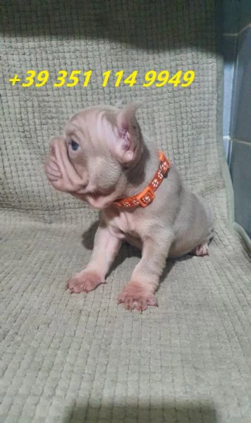 regaliamo i nostri cuccioli di bulldog francese maschio e femmina