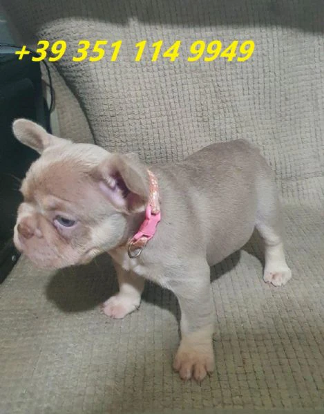 regaliamo i nostri cuccioli di bulldog francese maschio e femmina | Foto 0