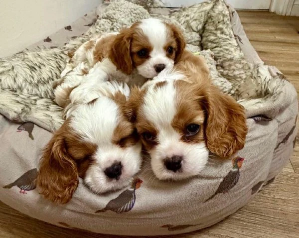 regaliamo i nostri cuccioli di cavalier king maschi e femmine | Foto 2
