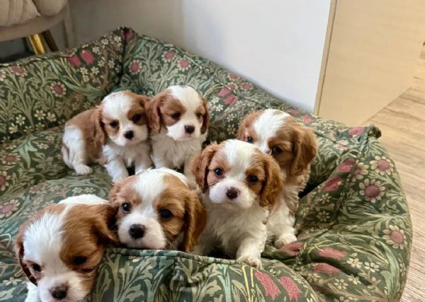 regaliamo i nostri cuccioli di cavalier king maschi e femmine | Foto 1
