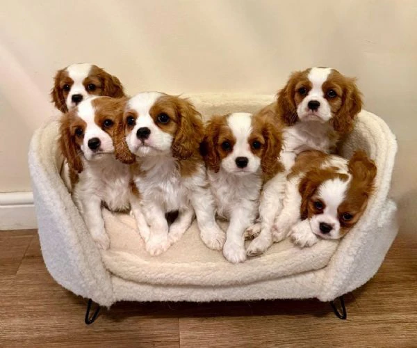 regaliamo i nostri cuccioli di cavalier king maschi e femmine | Foto 0